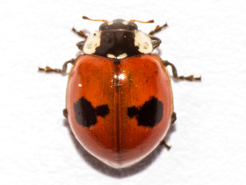 Adalia bipunctata